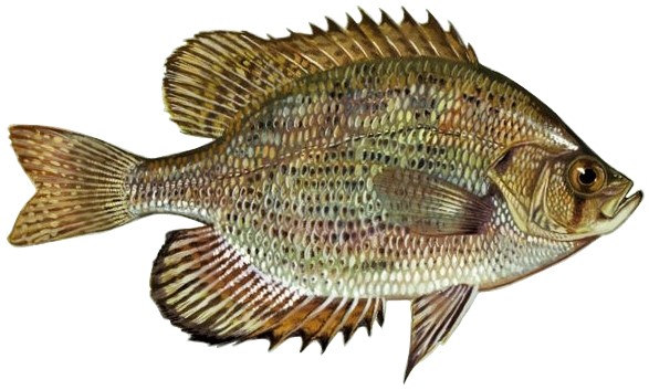 Centrarchus macropterus (white background)