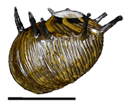 Clithon corona shell 2