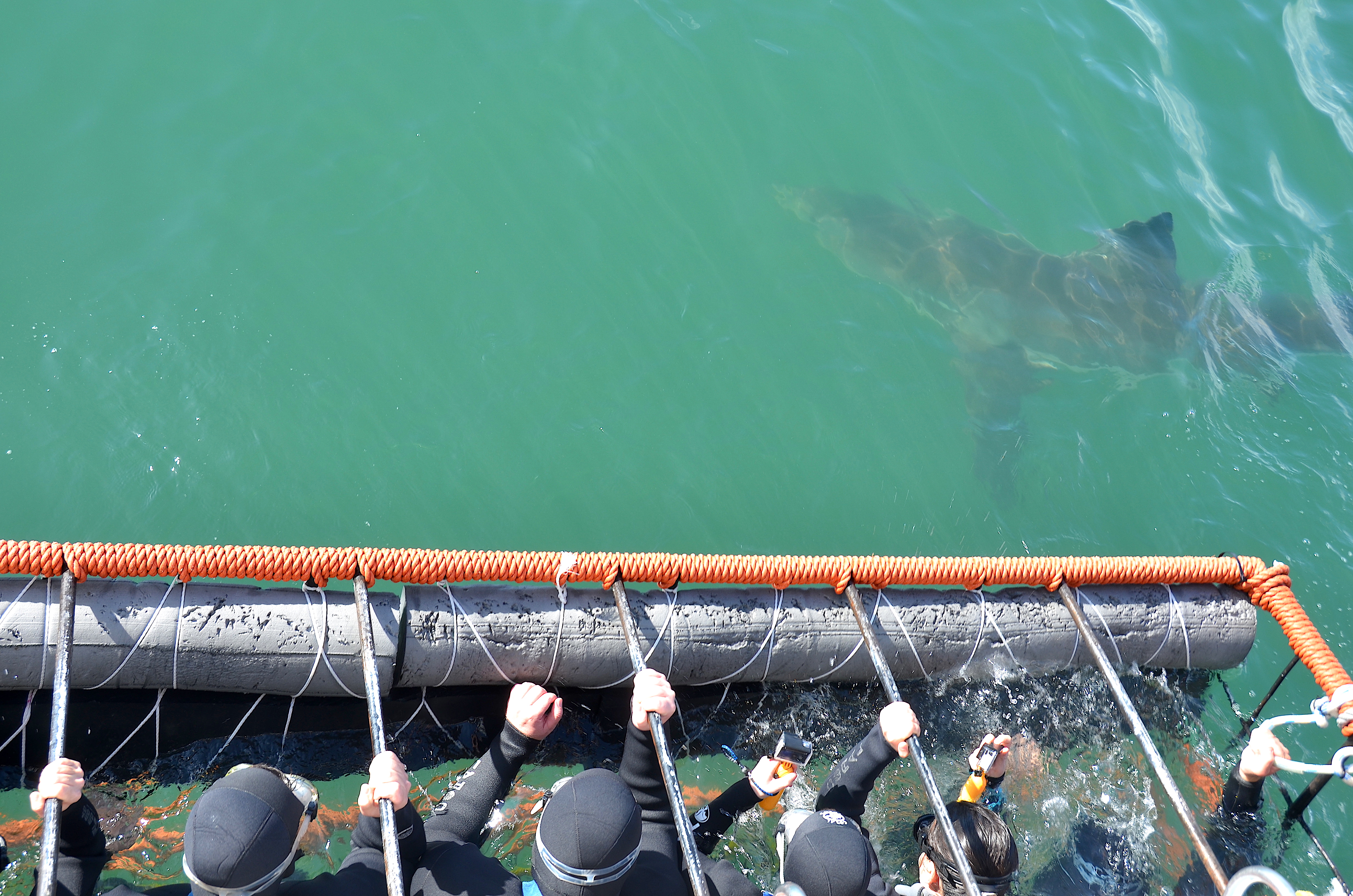 Tourists in a cage near Gansbaai