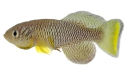 Nothobranchius furzeri GRZ thumb.jpg