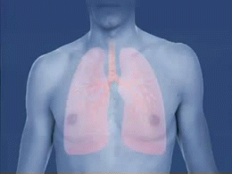 Asthma attack-airway (bronchiole) constriction-animated