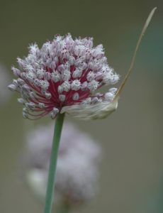 Garlic flower head