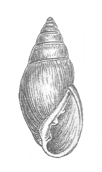 Geyer-1927 Myosotella myosotis