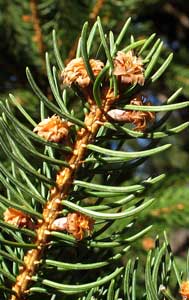 Norway Spruce Flowers