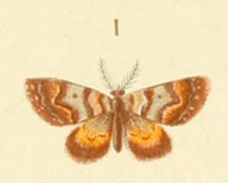 Lythria siris Fig. 1 Plate 15 Trans. N.Z. Inst. Vol. 40