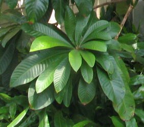 Pouteria sapota - marmalade tree - desc-leaf cluster - from-DC1.jpg