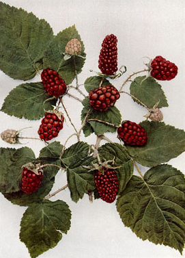 Rubus loganobaccus.jpg