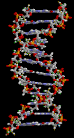 ADN animation (no animated)