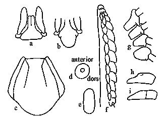 Anatomical features of the nymph of Ixodes holocyclus