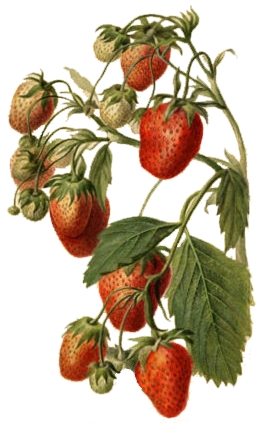 StrawberryWatercolor