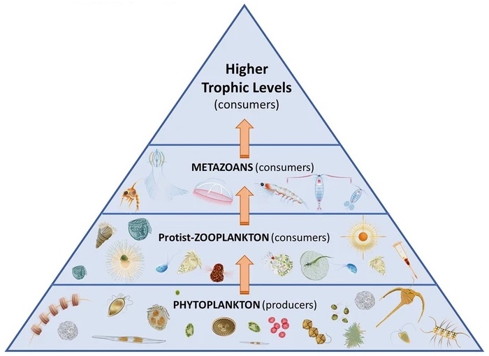 Marine traditional food web