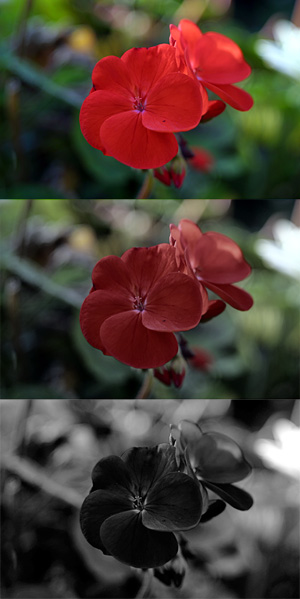 Red geranium photopic mesopic scotopic