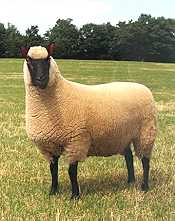 Ewe of the Clun Forest breed