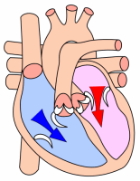 Heart diastole