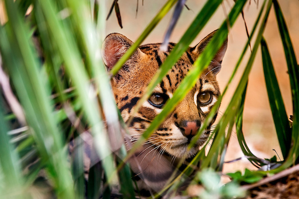 Jaguatirica (Leopardus pardalis) - Oncelot