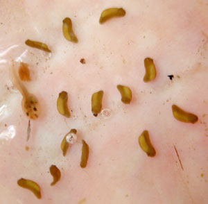 Wrinkledfrog embryos