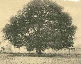 Emanicipation oak hampton-cropped.jpg