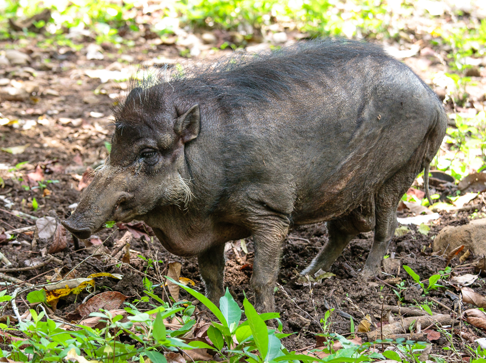 Image: Philippine warty pig (Sus philippensis) in Philippine Eagle ...