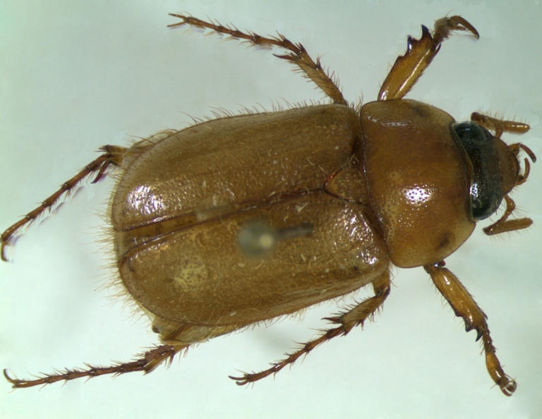 Cyclocephal borealis Adult