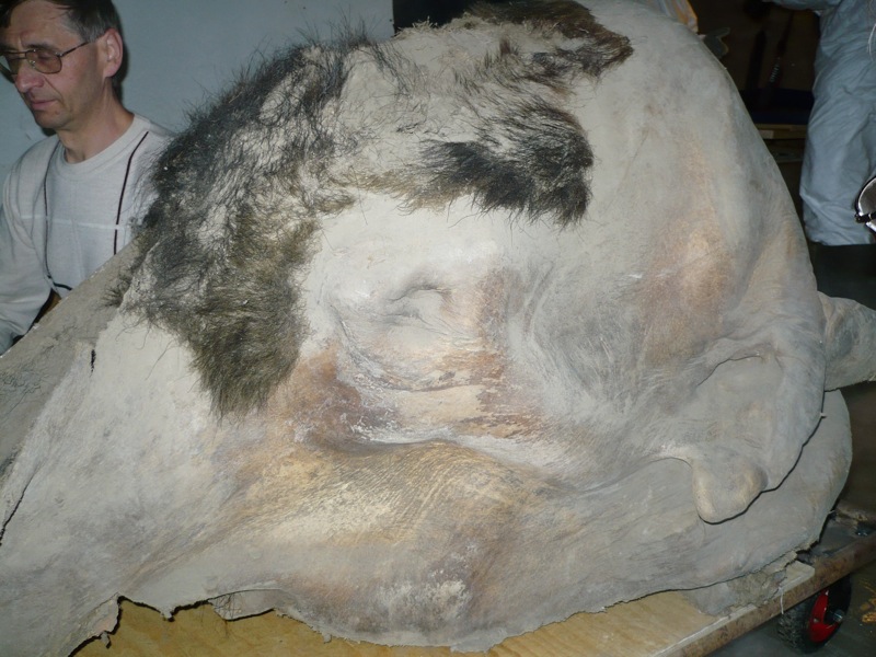 Yukagir mammoth eye