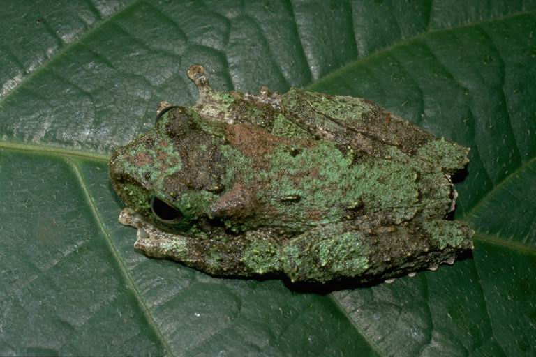 Litoria genimaculata01