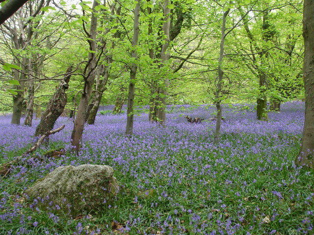 Wenallt bluebells - geograph.org.uk - 1288899