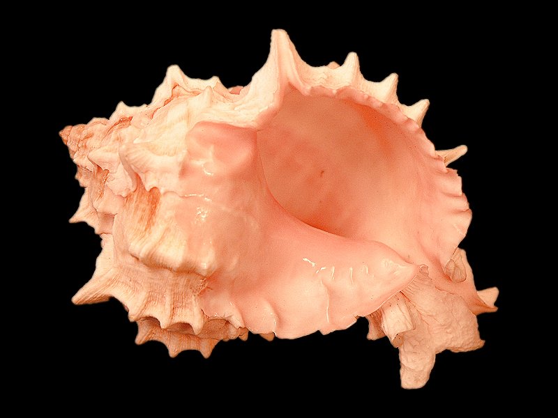 Chicoreus erythrostomus shell