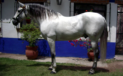 Azteca caballo