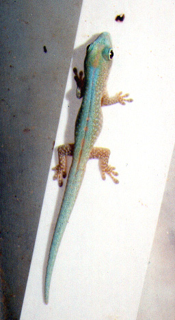 Phelsuma robertmertensi juvenile.jpg