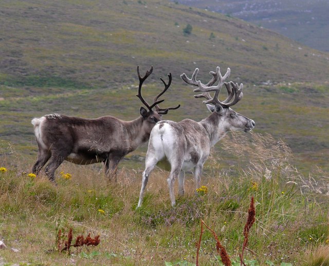Reindeer - geograph.org.uk - 943186