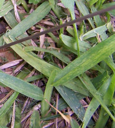 St. Augustine grass with St. Augustine Decline infection