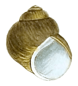 Lithoglyphus naticoides shell
