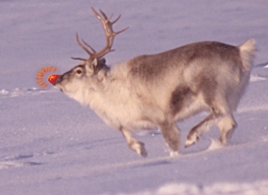 reindeer facts for kids