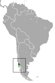 Chilean Caenolestid area.png