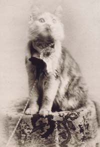 Cosey the Maine Coon cat, 1895
