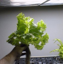 NASA-Aeroponics International-lettuce-day30