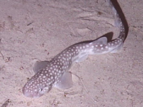 Catshark oedv
