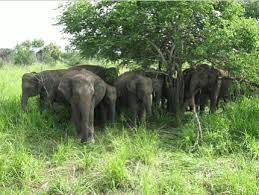 Elephants in wild