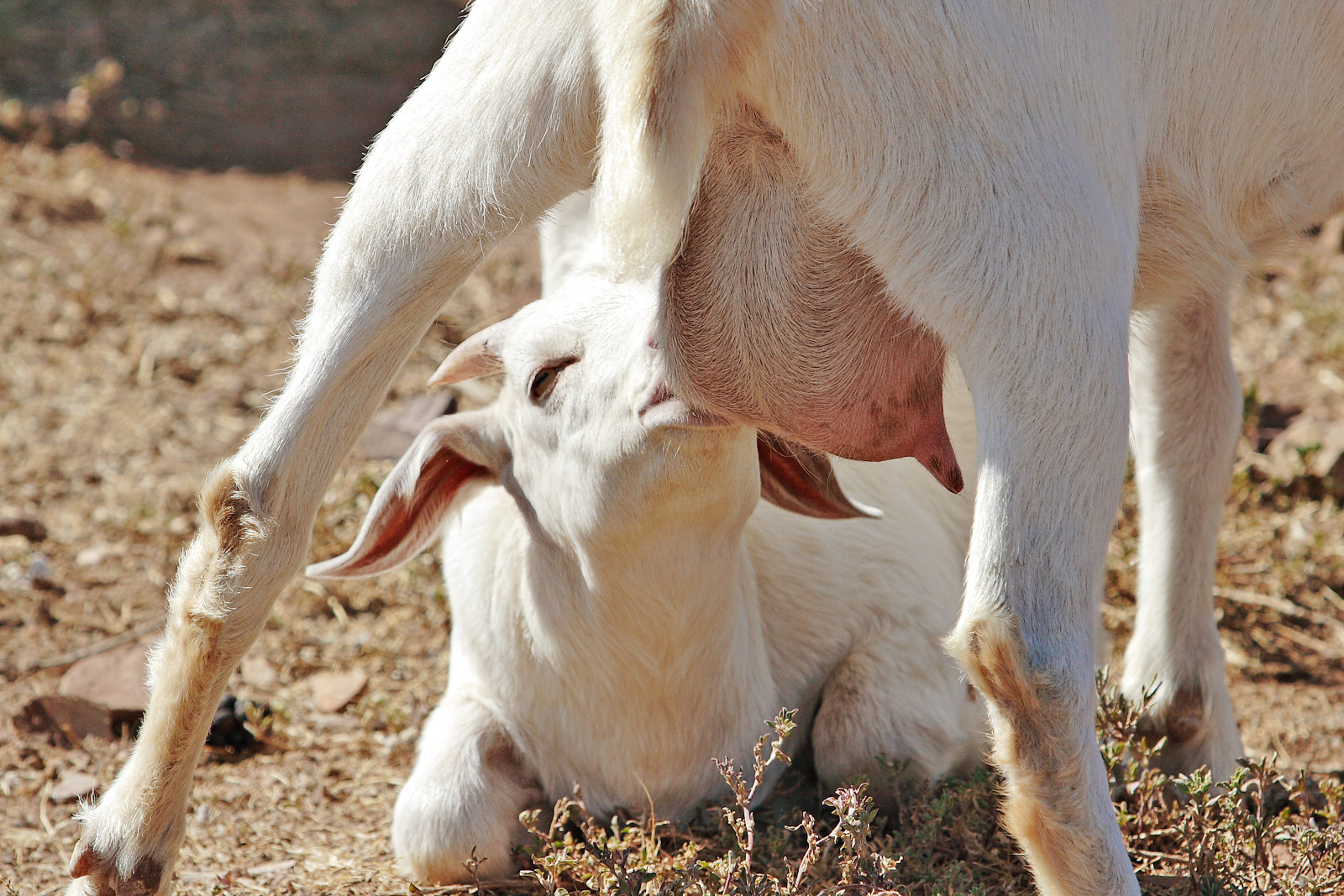 Рождает детенышей и выкармливает их молоком. Бурские козы. Коза с козлятами.