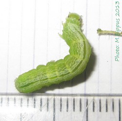 Ctenoplusia limbirena-mature caterpillar.jpg
