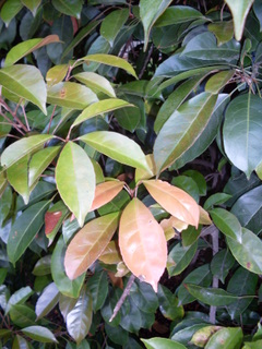 Elaeocarpus eumundi pink leaves.JPG
