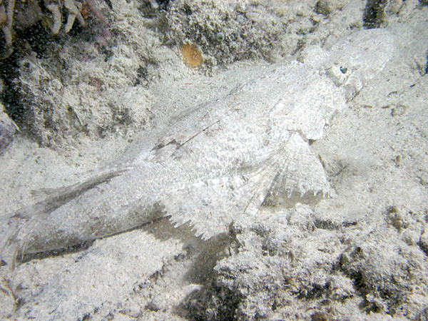 Fringe-Lipped Flathead, Kavieng, Papua New Guinea