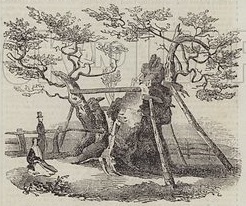 Parliament oak 1843