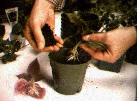 GTI-Aeroponic-propagation-1983