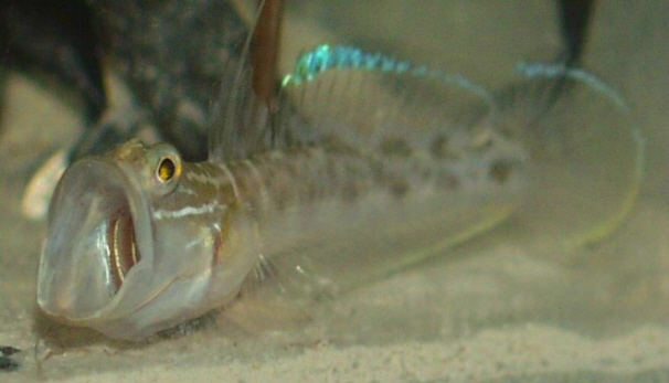 Microgobius gulosus2