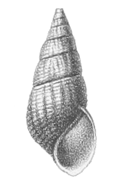 Semisulcospira libertina shell.png
