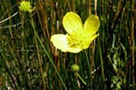 Ranunculus acriformis aestivalis.jpg
