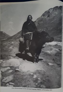 Annie Meinertzhagen on a yak.jpg