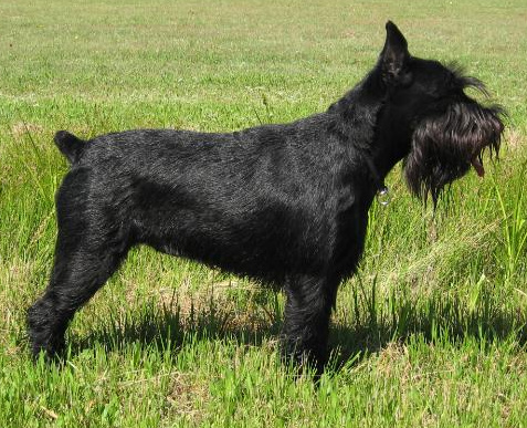 BlkStdSchnauzer2