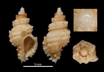 Muricopsis annobonensis 001